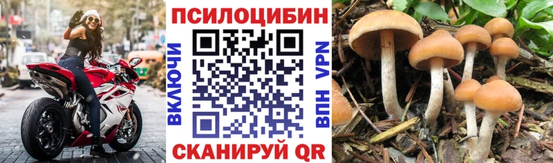 kraken ссылки Кропоткин Псилоцибиновые грибы MAGIC MUSHROOMS